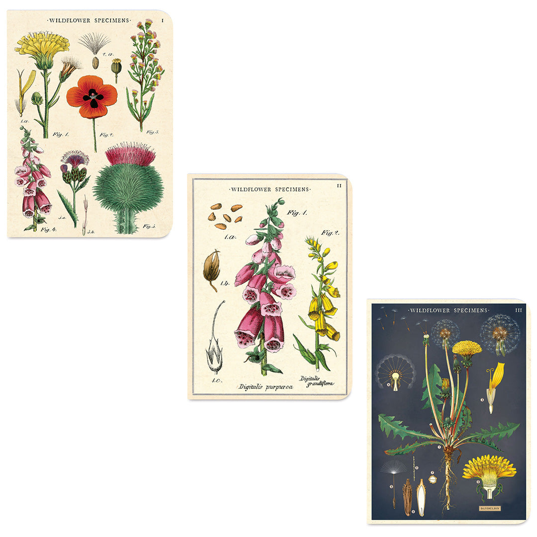 Cavallini Mini Notebooks- set of 3